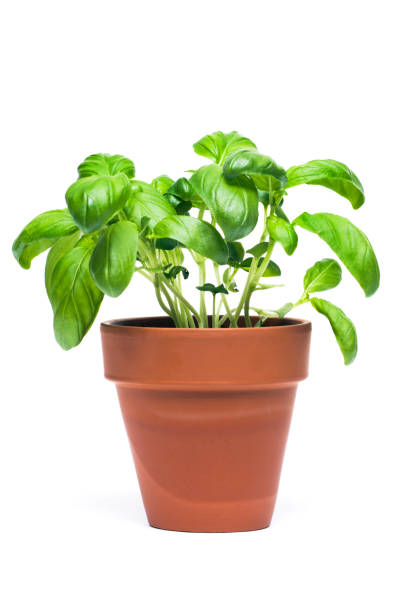 ريحان مكبس | Rehan (Basil) - Mukabas - red | 9 cm