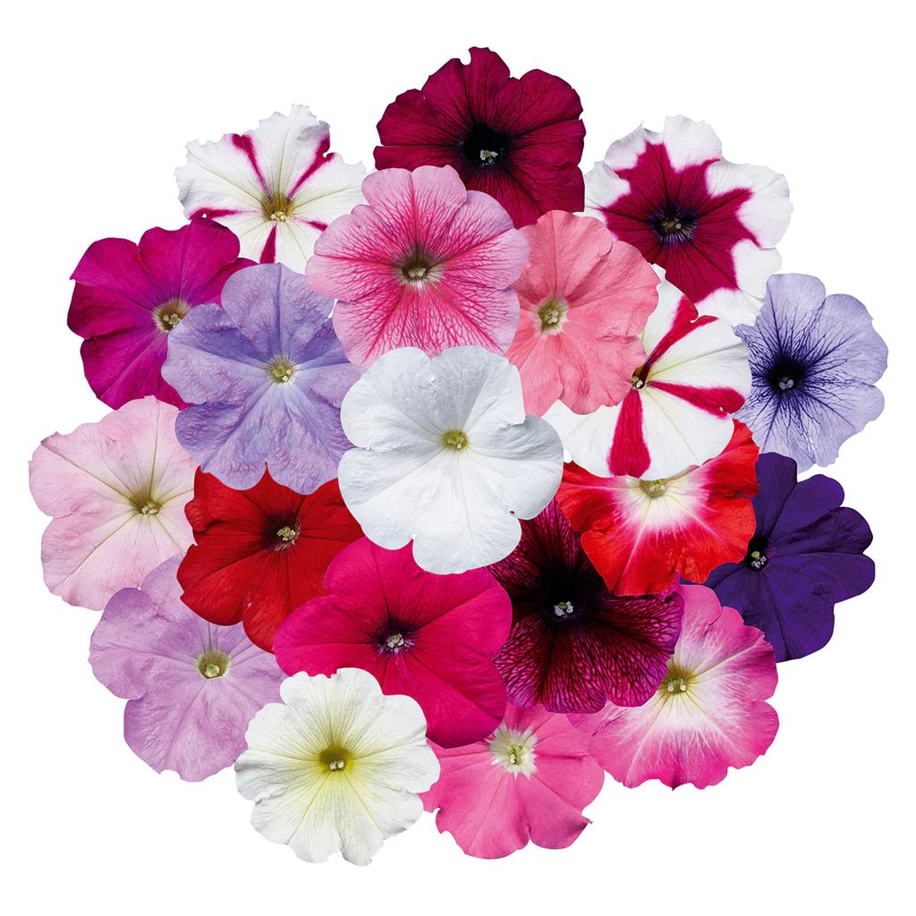 بيتونيا | PETUNIA | 9 cm