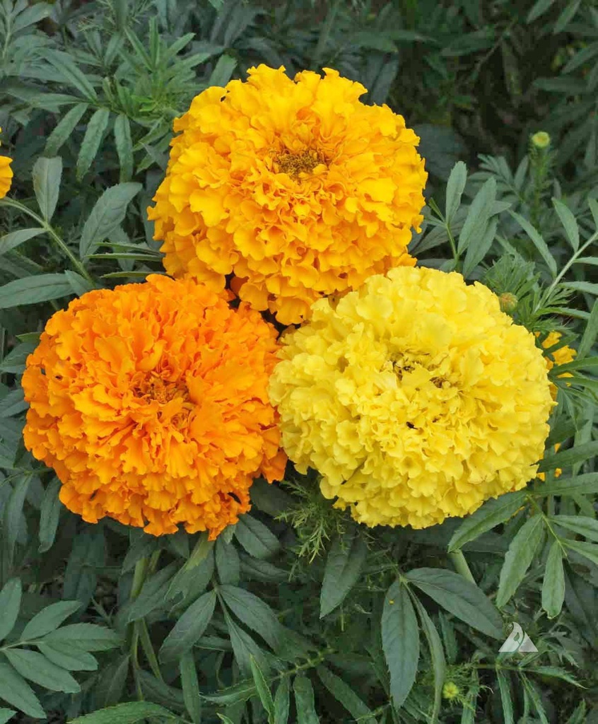 ماريجولد - افريقي | Marigold - African | 9 cm