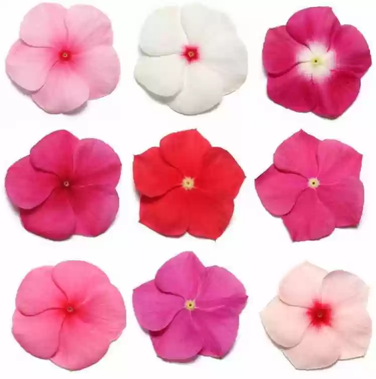 بفتة - فينكا | Vinca | 9 cm