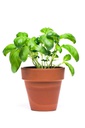 ريحان مكبس | Rehan (Basil) - Mukabas - red | 9 cm