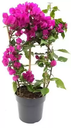 جهنمية عادي | Gahannamia Addi (Bougainvillea Spectabilis) | 35 cm