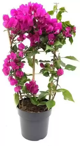 [PR/50738] جهنمية عادي | Gahannamia Addi (Bougainvillea Spectabilis) | 35 cm