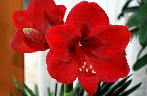 [PR/03138] زهرة الأمارلس - هيبيستروم الجميلة - Amaryllis Bulbs - Hippeastrum Beautiful - 35 cm