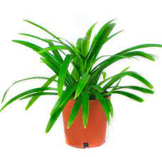[PR/03281] بندانس | Pandanus | 17 cm