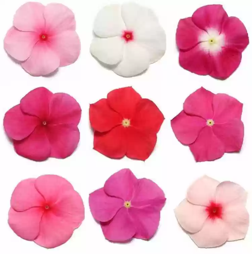 [PR/50632] بفتة - فينكا روز | Vinca Rose - Catharanthus roseus | 9 cm